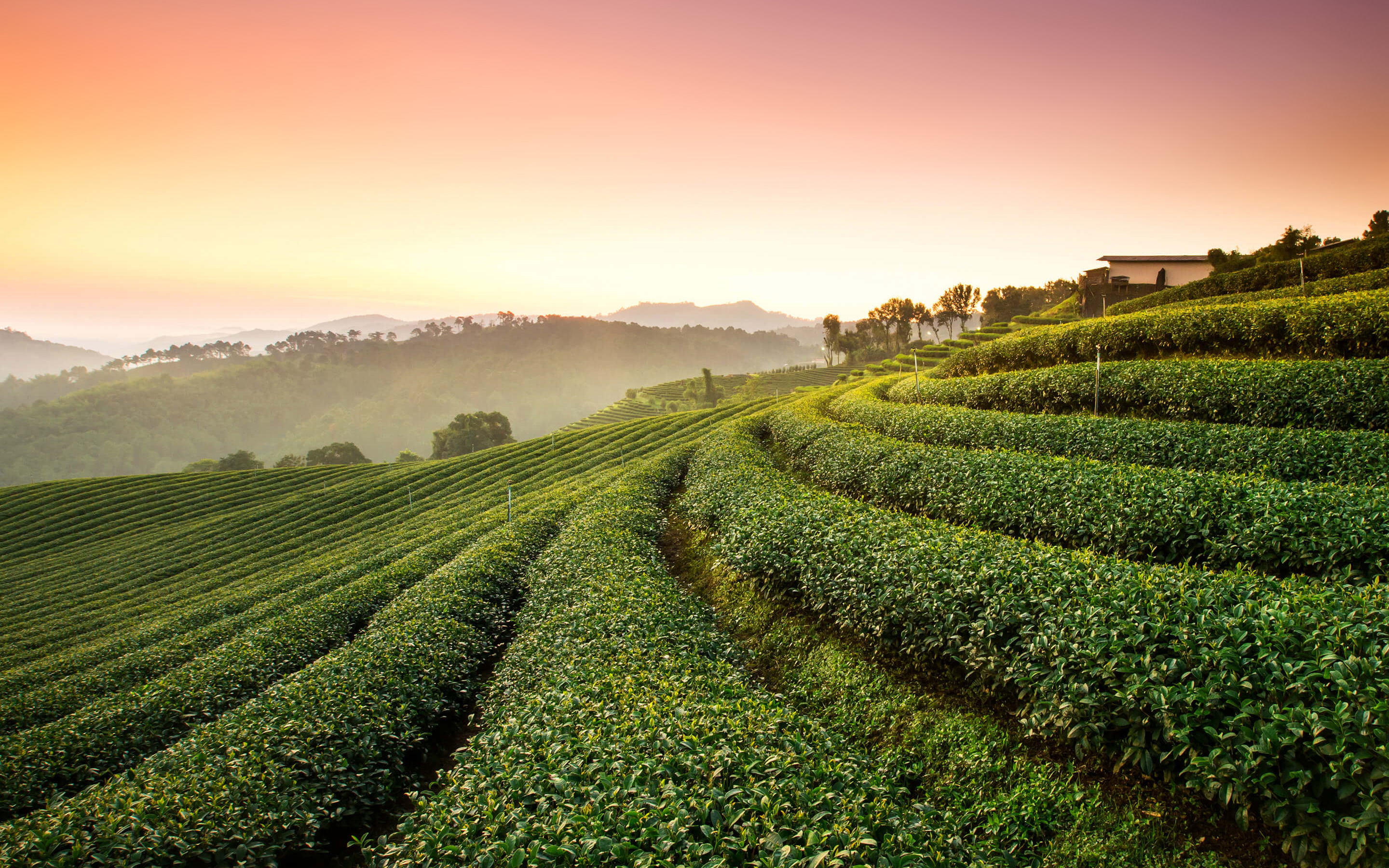 Tea Plantation Landscape9177117286